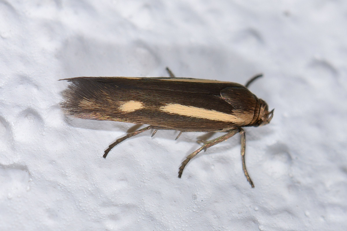 Scythrididae,  Scythris knochella? S